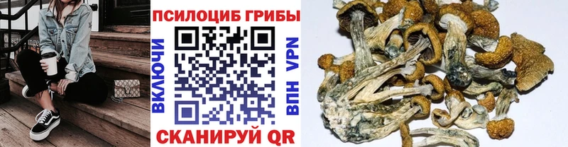 Псилоцибиновые грибы Psilocybe  Купить  Микунь 